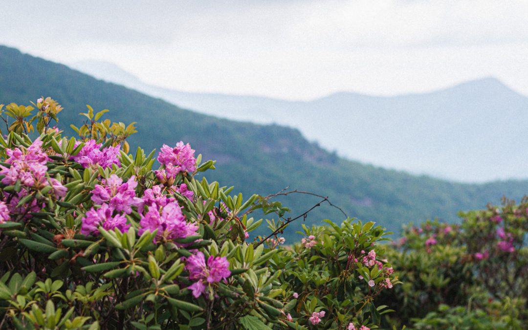 Spring in Asheville: Fun Things to Do in and Around Town